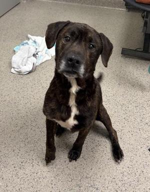 Chase Matthews, Labrador Retriever / Mixed Breed, senior, available for adoption