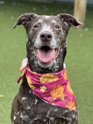 Apollo James, Dalmatian / Mixed Breed, adult, available for adoption