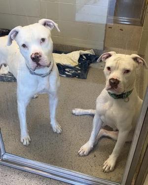 Two white dogs in a kennel, one standing and one sitting.