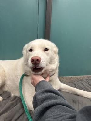 A white dog with a pink nose is lying down, being petted by a person's hand. The dog is wearing a green leash and appears to be in a relaxed state. The background is a green wall.