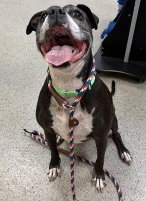 Chloe (Bonded to Kashia), Boxer / Mixed Breed, senior, available for adoption
