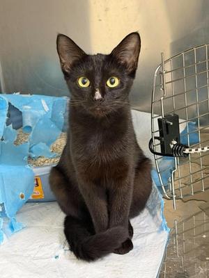 Mia Hamm, young, available for adoption