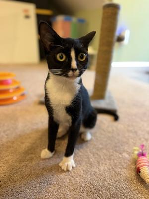 Mary Reed, young, available for adoption