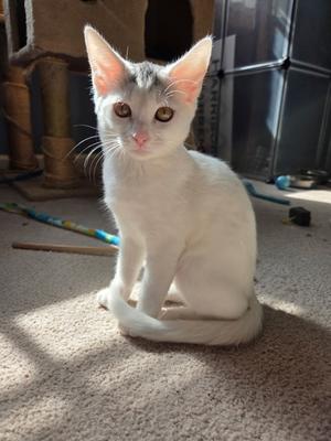Ghost, available for adoption