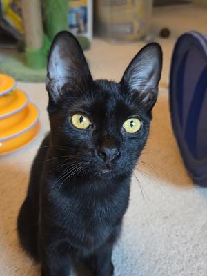 Linguine, young, available for adoption