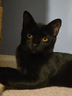 Fettucine, young, available for adoption