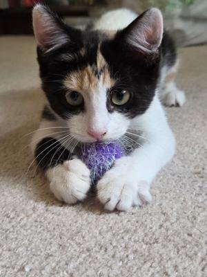Lasagna, young, available for adoption
