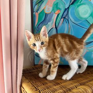 Jalebi, kitten, available for adoption