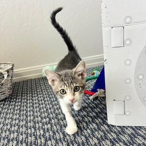 Buzz Lightyear, kitten, available for adoption