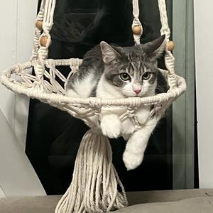 Buzz Lightyear, kitten, available for adoption