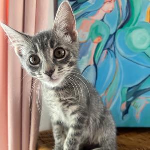 Malai, kitten, available for adoption