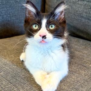 Black Jack, kitten, available for adoption
