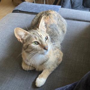 A tabby cat with green eyes lies on a grey couch, looking to the right.