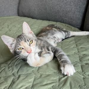 A gray and white tabby cat lying on a green quilted blanket, with its paw raised and eyes looking directly at the camera.