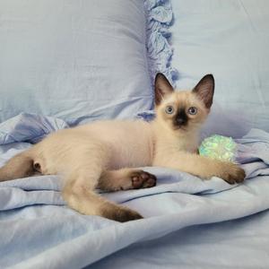 A light-colored cat with dark points on its ears, face, and paws is lying on a blue blanket. The cat has large, blue eyes and is looking directly at the camera. Next to the cat is a green, textured ball.