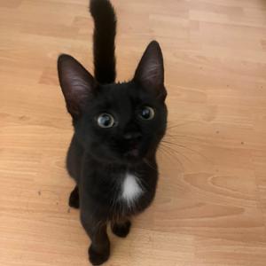Banshee, kitten, available for adoption