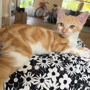 Kitsune, kitten, available for adoption