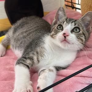 Mailbox, kitten, available for adoption