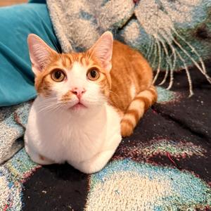 Colby, young, available for adoption