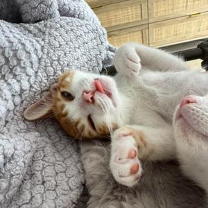 Colby, kitten, available for adoption