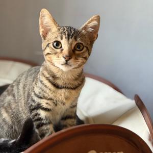 Lestat de Lioncourt, kitten, available for adoption