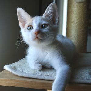 Angelica, kitten, available for adoption