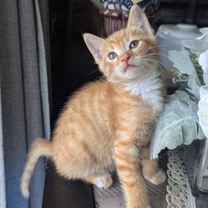 Lemmy, kitten, available for adoption