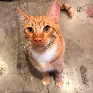 An orange tabby cat with white fur on its chest and paws, looking up at the camera with large, expressive eyes.