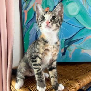 Chikki, kitten, available for adoption