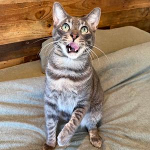 Froggy, adult, available for adoption