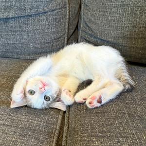 Buttons, kitten, available for adoption