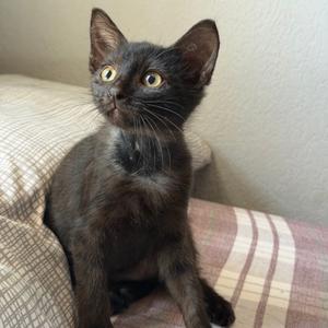 Louis du Pointe de Lac, kitten, available for adoption