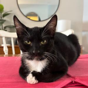 Cooper, kitten, available for adoption
