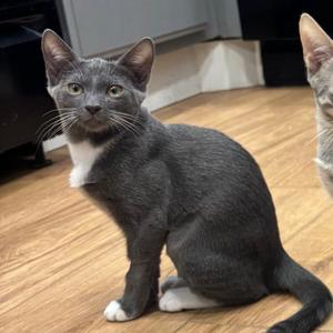 Cora, kitten, available for adoption