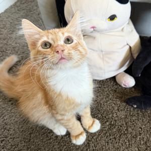 Aki, kitten, available for adoption