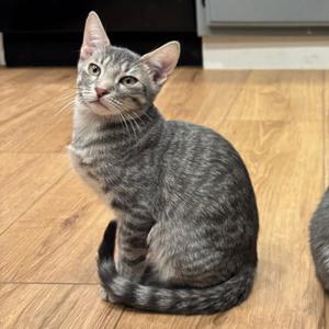 Cohen, kitten, available for adoption