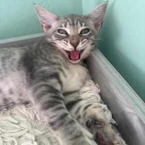 A gray tabby cat with a wide-open mouth, showing its teeth and tongue, lying on a white blanket.