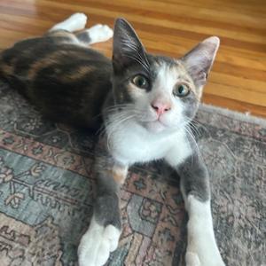Ash, young, available for adoption