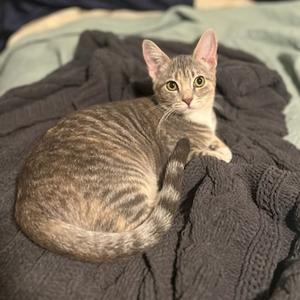 A tabby cat with green eyes is lying on a dark gray knitted blanket, looking directly at the camera.