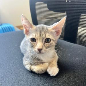 Lilypad, kitten, available for adoption