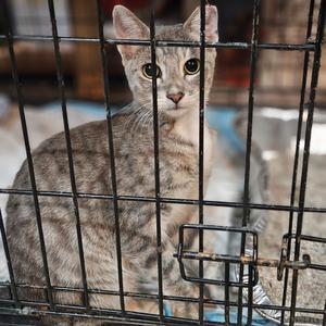 Jaxon, young, available for adoption