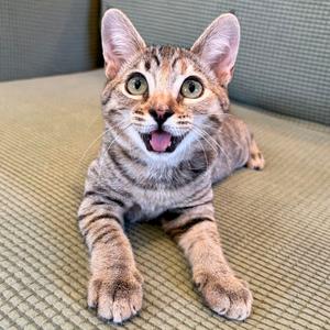 A brown tabby cat with green eyes lying on a textured surface, its mouth open in a meow.