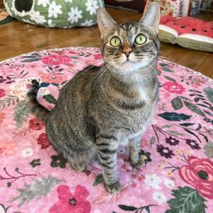 Hazel, adult, available for adoption