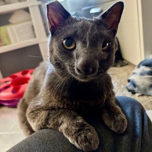 Brisa, adult, available for adoption
