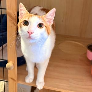 Jack, young, available for adoption