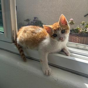A small orange and white kitten with blue eyes sits on a windowsill, looking at the camera.