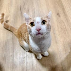 A white and orange cat sitting on a wooden floor, looking up with wide eyes.