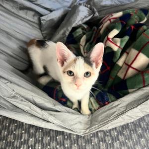 Jessie, kitten, available for adoption