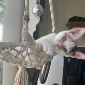 A white and brown kitten with green eyes is lying in a macrame cat hammock, looking up at the camera.