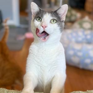 Clover, adult, available for adoption